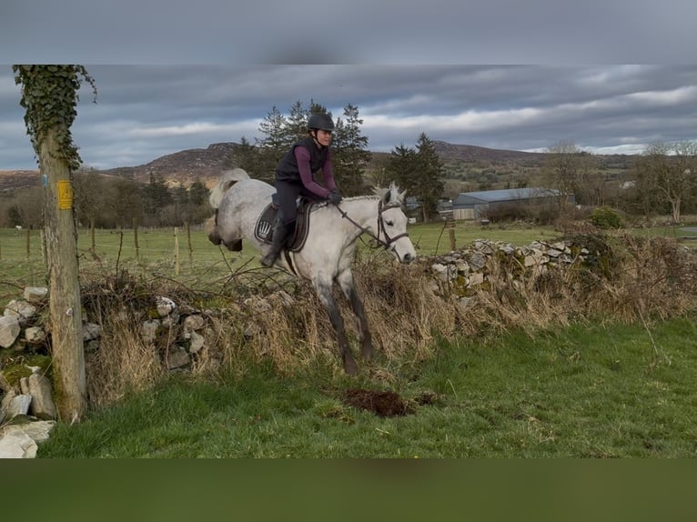 Connemara Hongre 5 Ans 148 cm Gris in Sligo