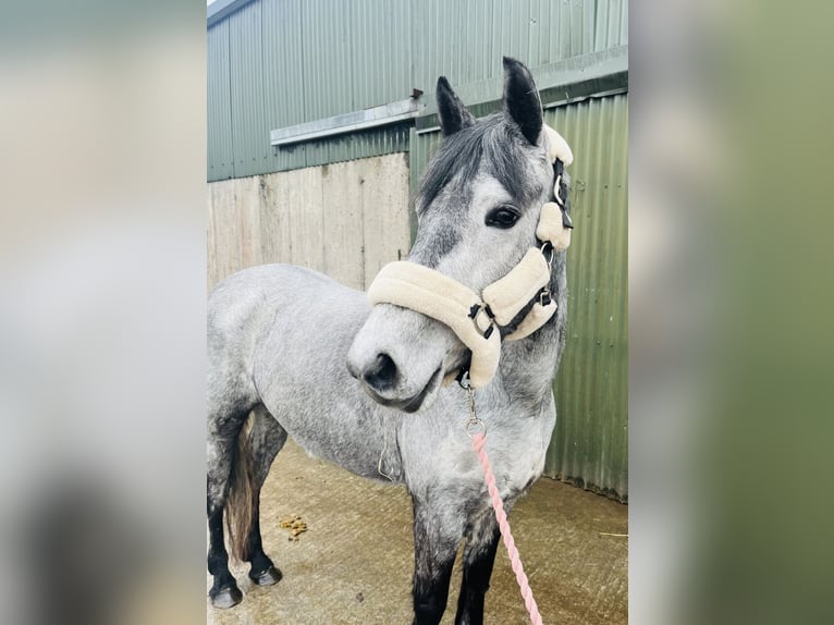 Connemara Hongre 5 Ans 148 cm Gris in Sligo