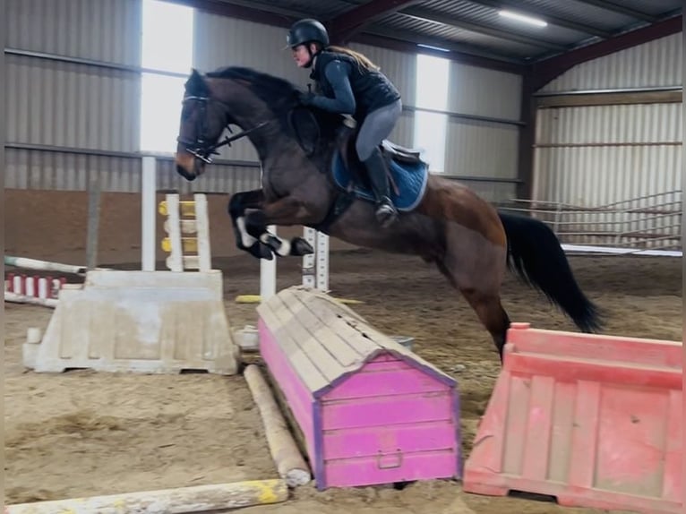 Connemara Hongre 5 Ans 148 cm Gris in Sligo