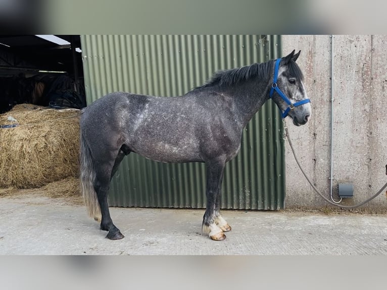 Connemara Hongre 5 Ans 148 cm Gris in Sligo