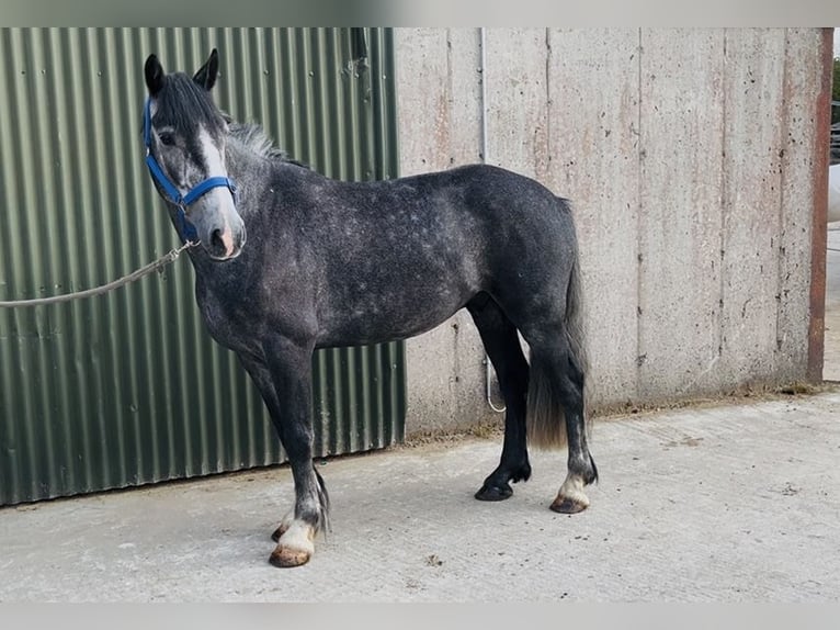 Connemara Hongre 5 Ans 148 cm Gris in Sligo
