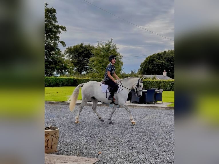 Connemara Hongre 5 Ans 148 cm Gris in Cork