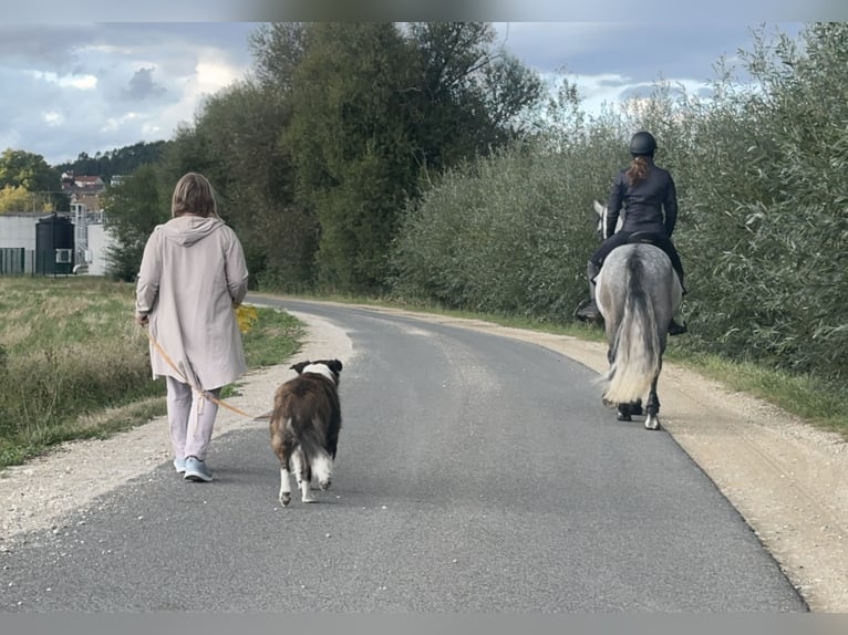 Connemara Hongre 5 Ans 148 cm Gris noir in Lisberg