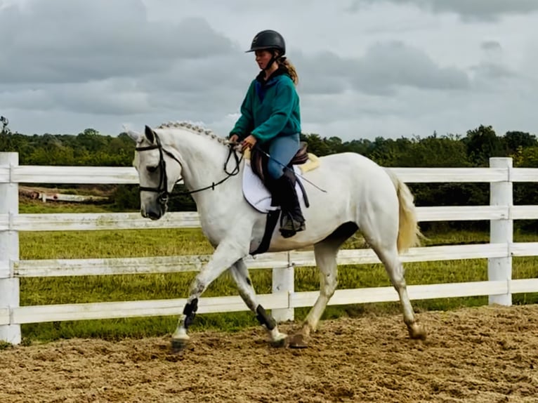 Connemara Hongre 5 Ans 150 cm Gris in Mountrath