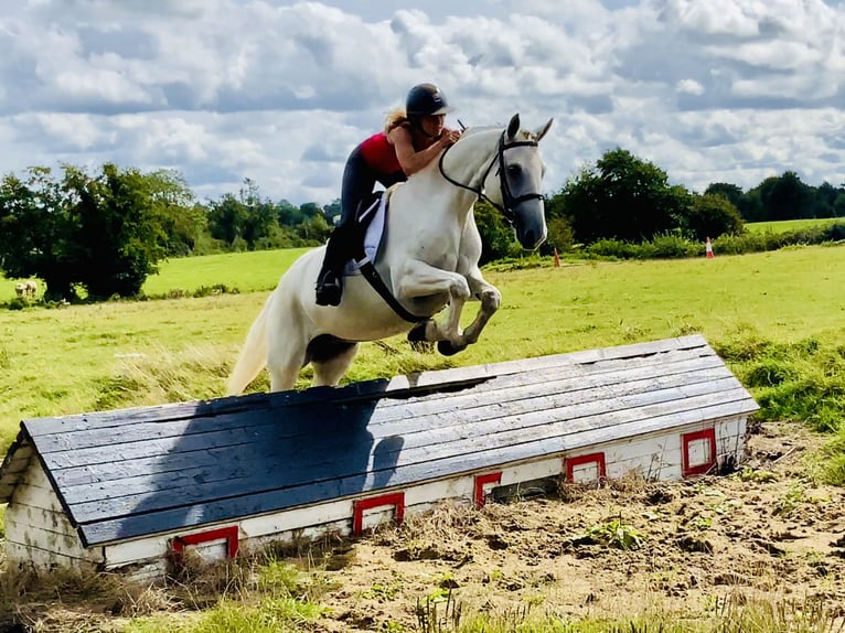 Connemara Hongre 5 Ans 150 cm Gris in Mountrath