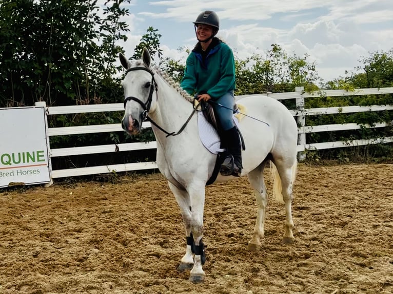 Connemara Hongre 5 Ans 150 cm Gris in Mountrath