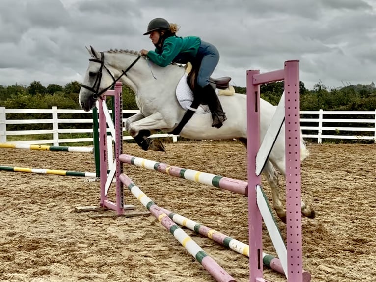 Connemara Hongre 5 Ans 150 cm Gris in Mountrath