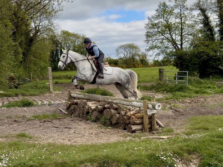 Connemara Hongre 5 Ans 150 cm Gris in Laois