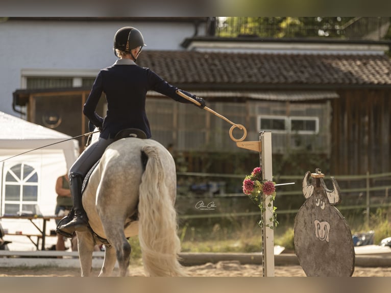 Connemara Hongre 5 Ans 150 cm Gris pommelé in Bayreuth