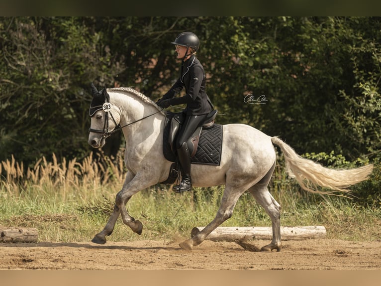 Connemara Hongre 5 Ans 150 cm Gris pommelé in Bayreuth