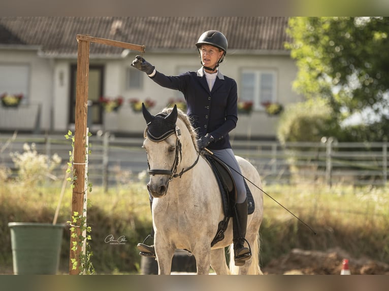 Connemara Hongre 5 Ans 150 cm Gris pommelé in Bayreuth