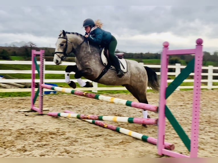 Connemara Hongre 5 Ans 152 cm Gris in Mountrath