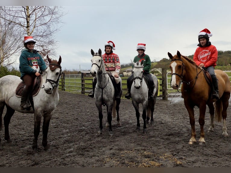 Connemara Hongre 5 Ans 152 cm Gris in Mountrath