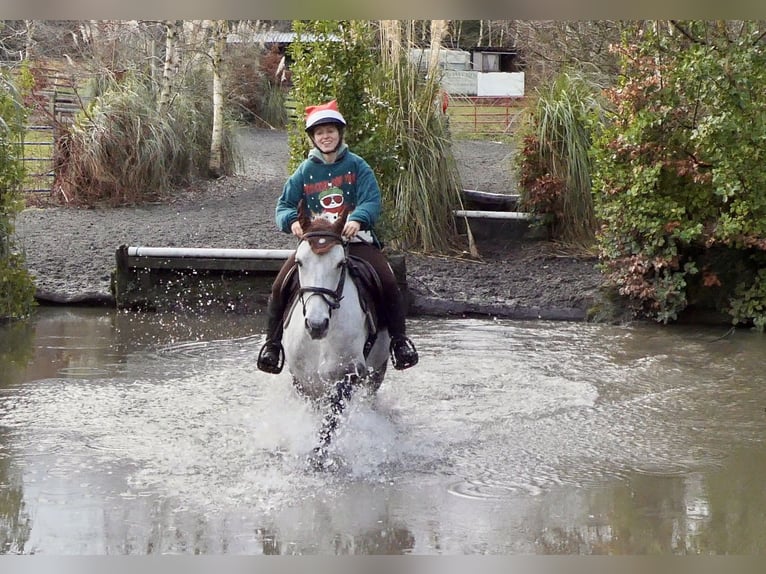 Connemara Hongre 5 Ans 152 cm Gris in Mountrath