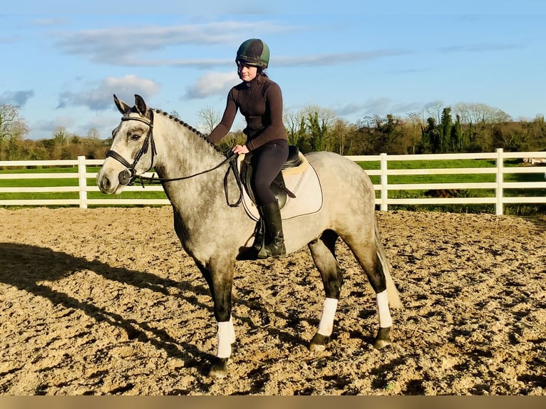 Connemara Hongre 5 Ans 152 cm Gris in Mountrath