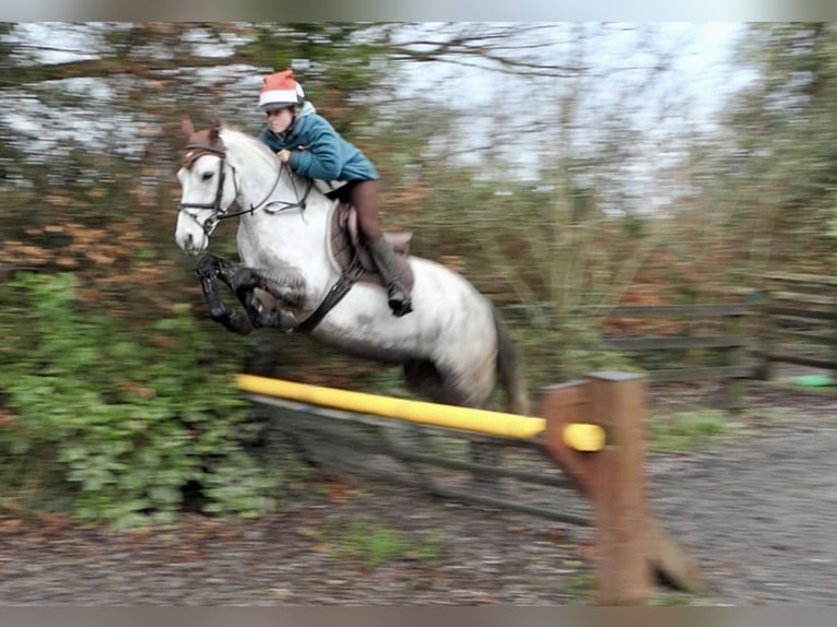 Connemara Hongre 5 Ans 152 cm Gris in Mountrath