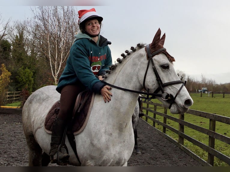 Connemara Hongre 5 Ans 152 cm Gris in Mountrath