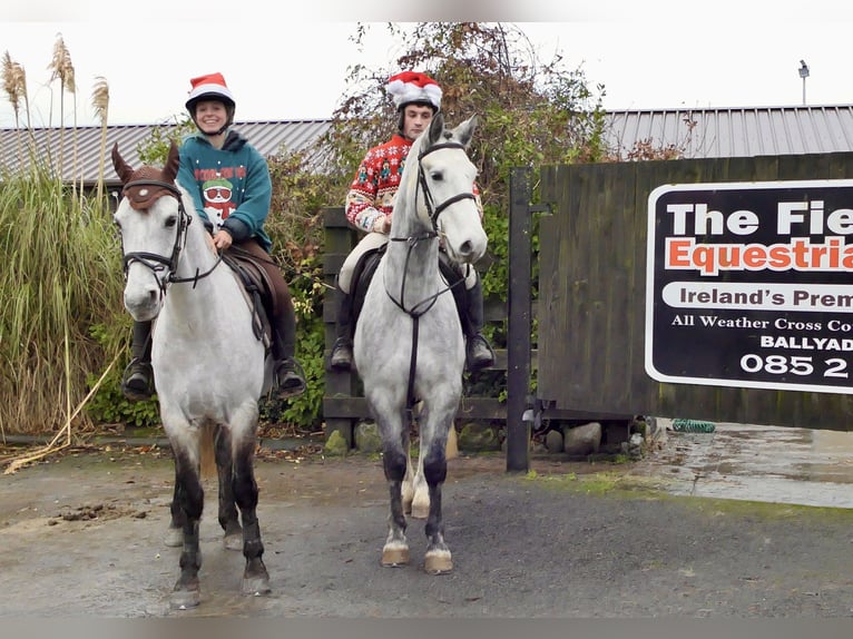 Connemara Hongre 5 Ans 152 cm Gris in Mountrath