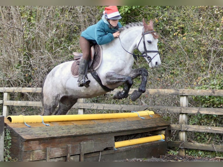 Connemara Hongre 5 Ans 152 cm Gris in Mountrath