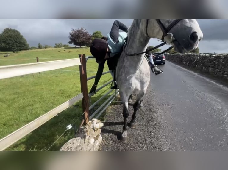 Connemara Hongre 5 Ans 152 cm Gris in Mullingar
