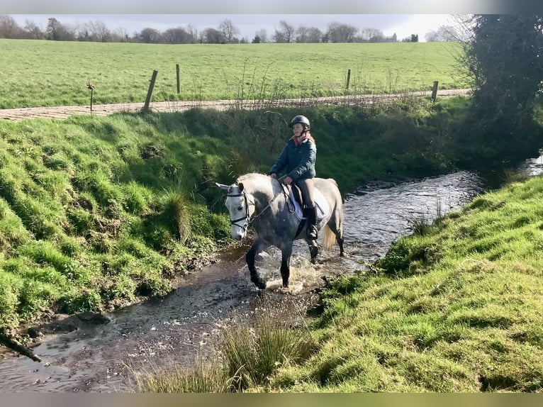 Connemara Hongre 5 Ans 152 cm Gris pommelé in Mountrath