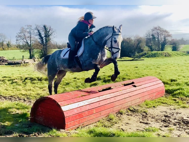 Connemara Hongre 5 Ans 152 cm Gris pommelé in Mountrath