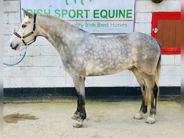 Connemara Hongre 5 Ans 152 cm Gris pommelé in Mountrath