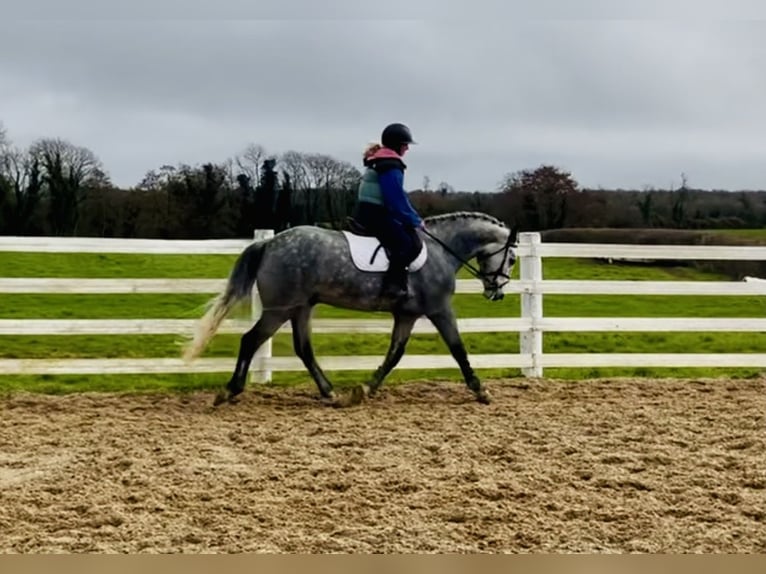 Connemara Hongre 5 Ans 152 cm Gris pommelé in Mountrath