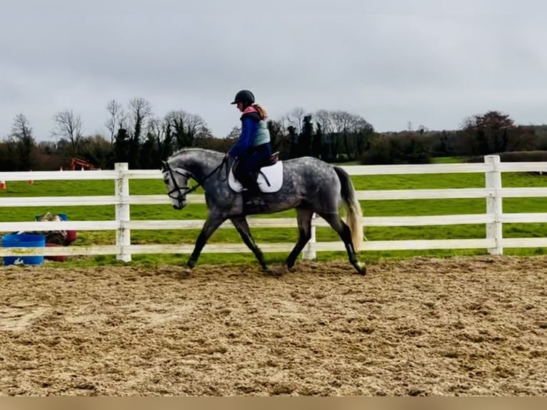 Connemara Hongre 5 Ans 152 cm Gris pommelé in Mountrath