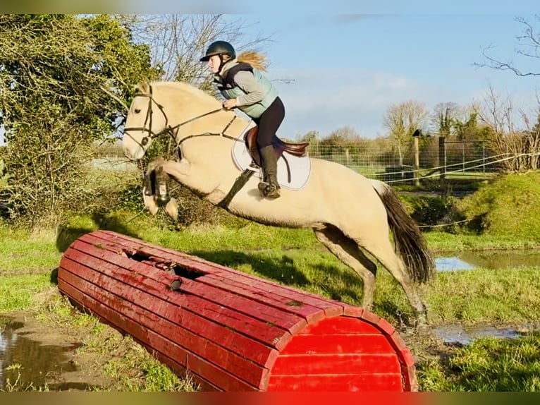 Connemara Hongre 5 Ans 152 cm Isabelle in Mountrath