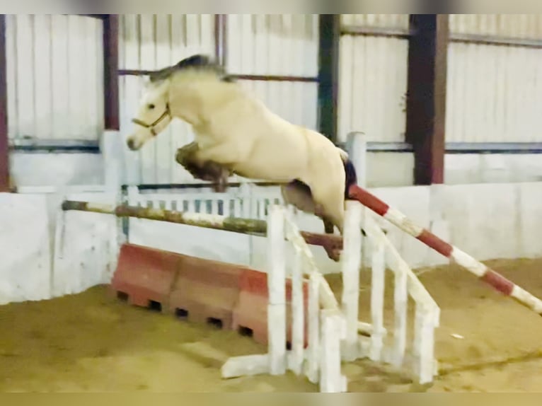 Connemara Hongre 5 Ans 152 cm Isabelle in Mountrath