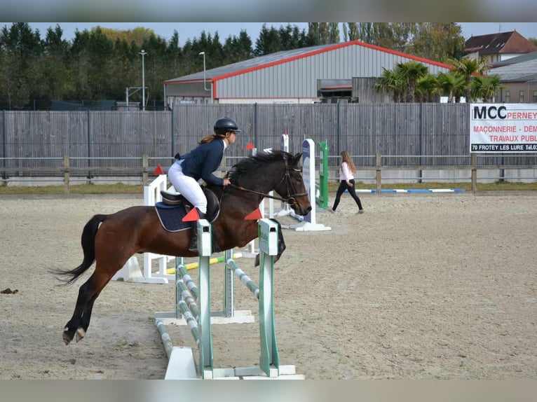 Connemara Hongre 5 Ans 153 cm Bai in Frahier