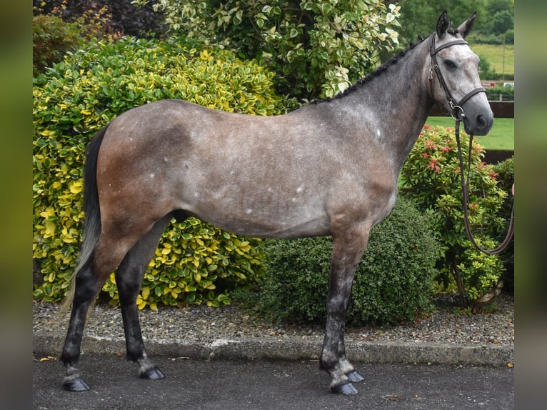 Connemara Hongre 5 Ans 153 cm Gris in Down