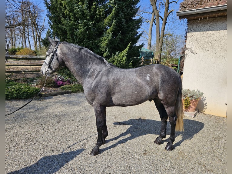 Connemara Hongre 5 Ans 153 cm Gris noir in Biel-Benken