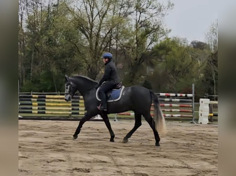 Connemara Hongre 5 Ans 153 cm Gris noir in Biel-Benken