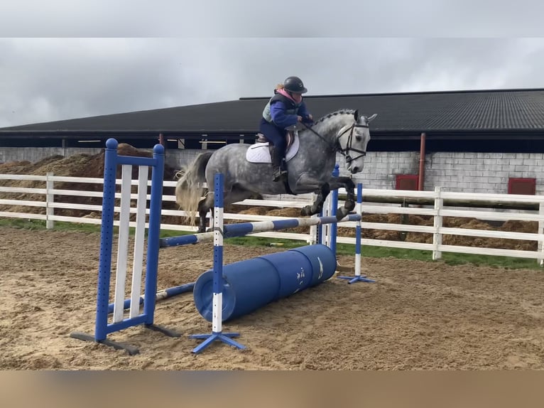 Connemara Hongre 5 Ans 154 cm Gris pommelé in Mountrath