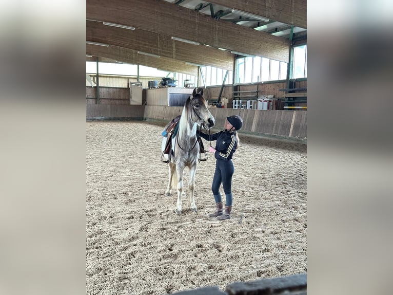 Connemara Hongre 5 Ans 154 cm Tobiano-toutes couleurs in Bad Herrenalb