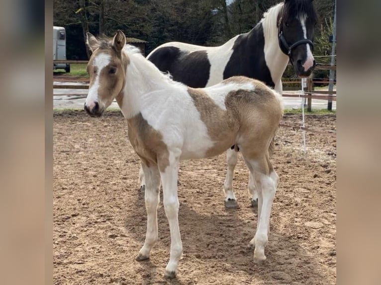 Connemara Hongre 5 Ans 154 cm Tobiano-toutes couleurs in Bad Herrenalb