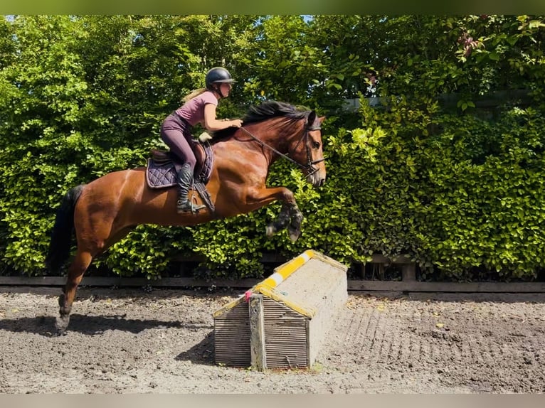 Connemara Hongre 5 Ans 155 cm Bai cerise in Mountrath, Co. Laois