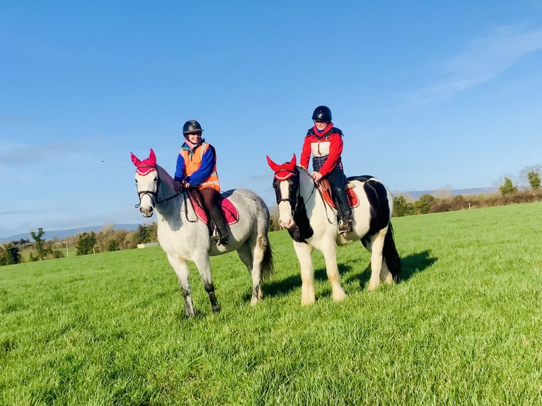 Connemara Hongre 5 Ans 155 cm Gris in Mountrath