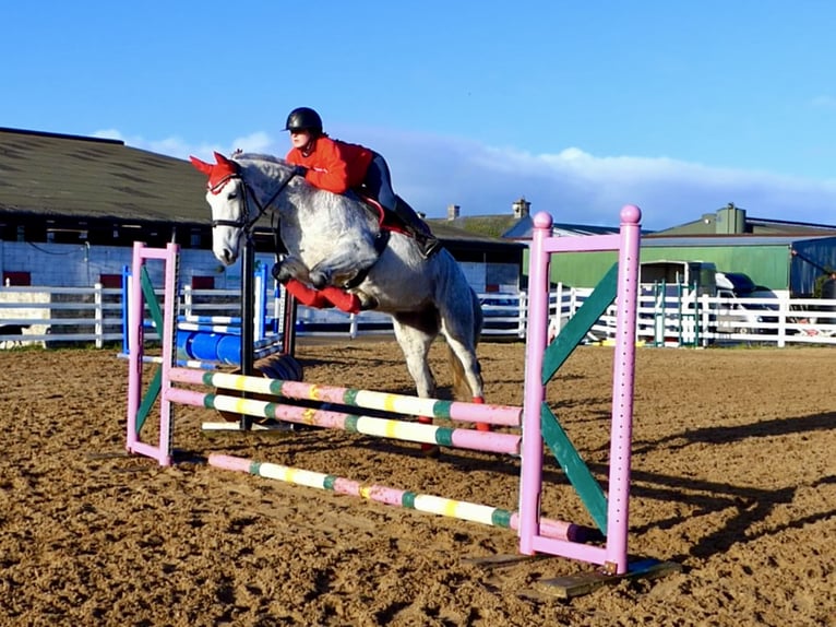 Connemara Hongre 5 Ans 155 cm Gris in Mountrath