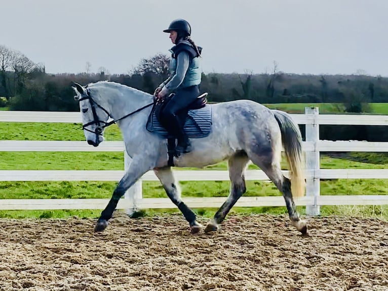 Connemara Hongre 5 Ans 155 cm Gris in Mountrath