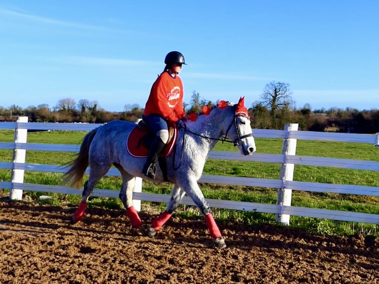 Connemara Hongre 5 Ans 155 cm Gris in Mountrath