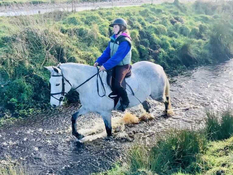 Connemara Hongre 5 Ans 155 cm Gris in Mountrath