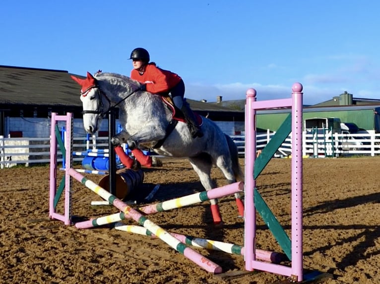 Connemara Hongre 5 Ans 155 cm Gris in Mountrath