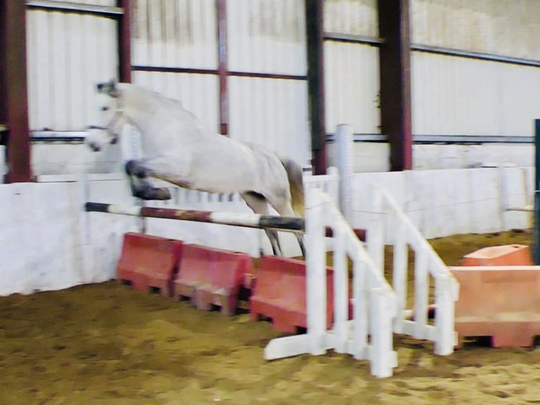 Connemara Hongre 5 Ans 155 cm Gris in Mountrath