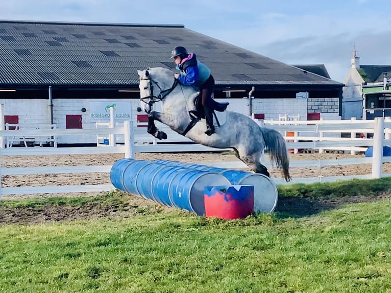 Connemara Hongre 5 Ans 155 cm Gris in Mountrath