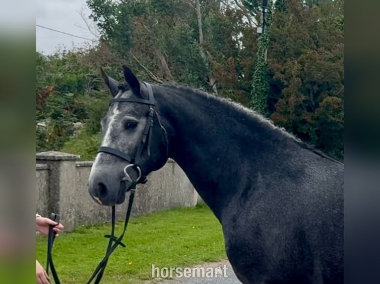 Connemara Hongre 5 Ans 155 cm Gris in Galway