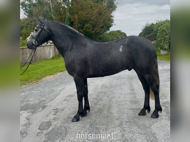 Connemara Hongre 5 Ans 155 cm Gris in Galway