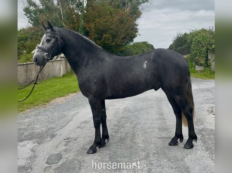 Connemara Hongre 5 Ans 155 cm Gris in Galway